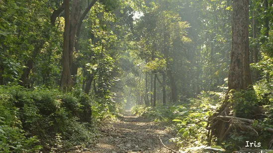 Nature Walk